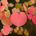 Lebkuchenbaum – Das Bild zeigt Zweige des Baumes mit herzförmigen Blättern, die in verschiedenen Schattierungen von Rot, Rosa und Gelb gefärbt sind. Die Blätter haben gut sichtbare Blattadern, die sich über die gesamte Fläche erstrecken. [Foto: AdobeStock_Jitka]