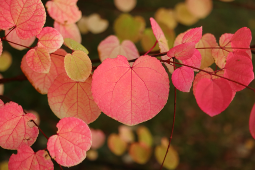 Lebkuchenbaum – Das Bild zeigt Zweige des Baumes mit herzförmigen Blättern, die in verschiedenen Schattierungen von Rot, Rosa und Gelb gefärbt sind. Die Blätter haben gut sichtbare Blattadern, die sich über die gesamte Fläche erstrecken. [Foto: AdobeStock_Jitka]