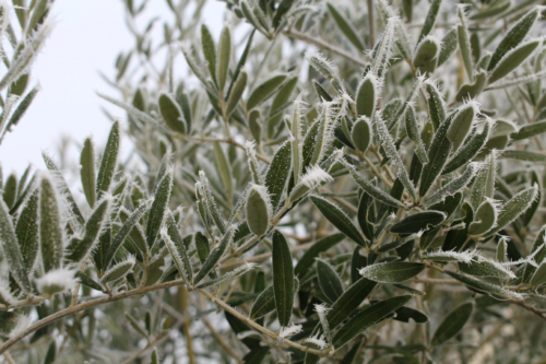 Von Frost bedeckte Olivenbaumzweige. Foto: AdobeStock_leaphoto2