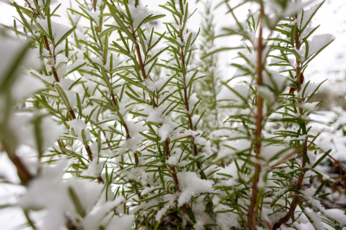 Ein Rosmarin ist von Schnee bedeckt. [Foto: AdobeStock_Amparo Garcia]