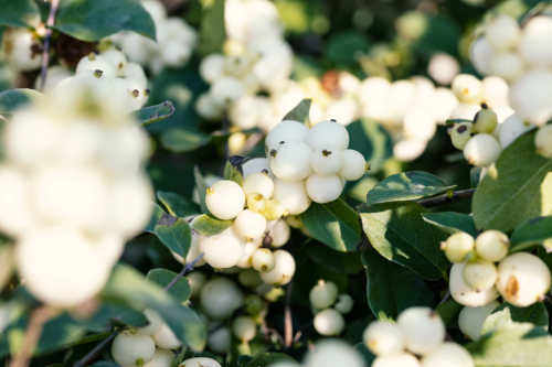 Schneebeere mit weißen, kugeligen Früchten und dunkelgrünen Blättern. Foto: AdobeStock_fabrizio