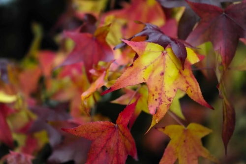 Herbstlaub eines Amberbaums