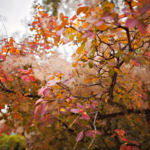 Das Bild zeigt die herbstlich gefärbten Blätter eines Perückenstrauchs. Die Blätter sind in warmen Farben gehalten, die von Orange und Rot bis zu Gelb reichen. Zwischen den Blättern sind feine, haarähnliche Strukturen zu sehen. [Foto: AdobeStock_Liliya]