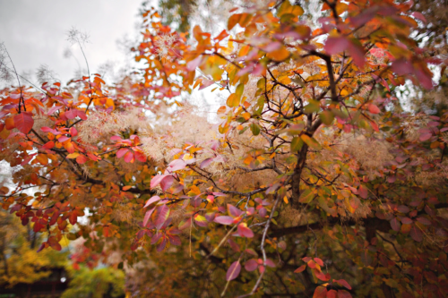 Das Bild zeigt die herbstlich gefärbten Blätter eines Perückenstrauchs. Die Blätter sind in warmen Farben gehalten, die von Orange und Rot bis zu Gelb reichen. Zwischen den Blättern sind feine, haarähnliche Strukturen zu sehen. [Foto: AdobeStock_Liliya]