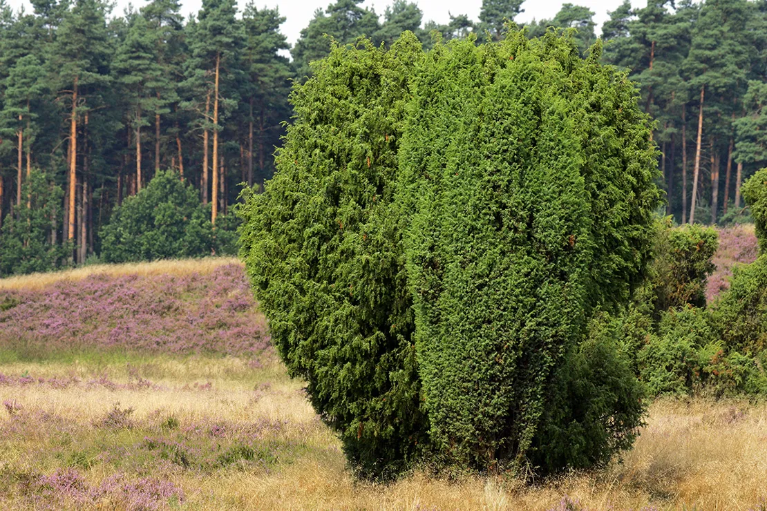 Wacholderstrauch in der Lüneburger Heide.