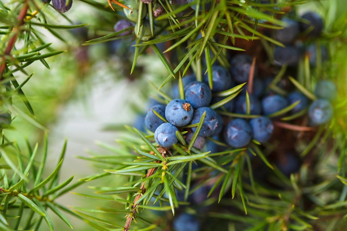 Reife, blaue Wacholderbeeren an einem Zweig