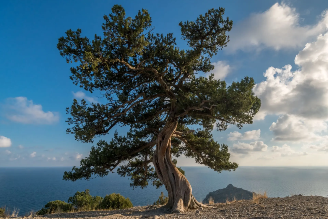 Großer, baumförmiger Wacholder aud einer Klippe, im Hintergrund Meer und blauer Himmel mit wenigen weißen Wolken