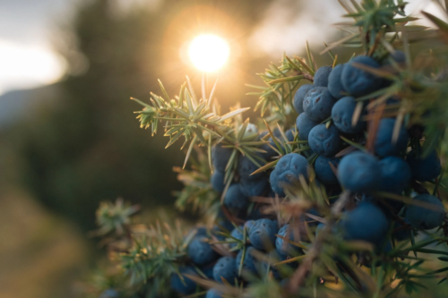 Ast des Wacholders mit vielen blauen Beerenzapfen im Gegenlicht der tiefstehenden Sonne.