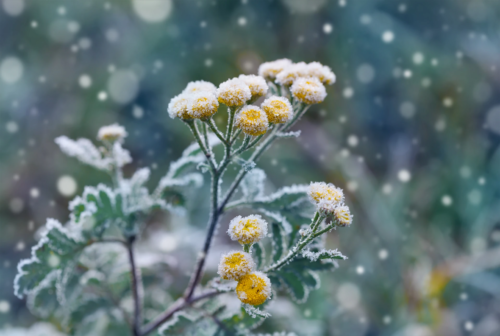 Das Bild zeigt eine winterliche Szene mit Pflanzen, die von einer feinen Frostschicht bedeckt sind. Die rundlichen gelben Blüten und die grünen Blätter sind mit weißem Frost bedeckt. Rings um die Pflanze glitzern fallende Schneeflocken. [AdobeStock_juliasudnitskaya]