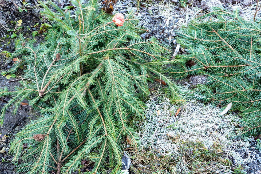 Mit Tannenzweigen bedeckte Beete im Winter von oben fotografiert. Foto: AdobeStock_Animaflora PicsStock