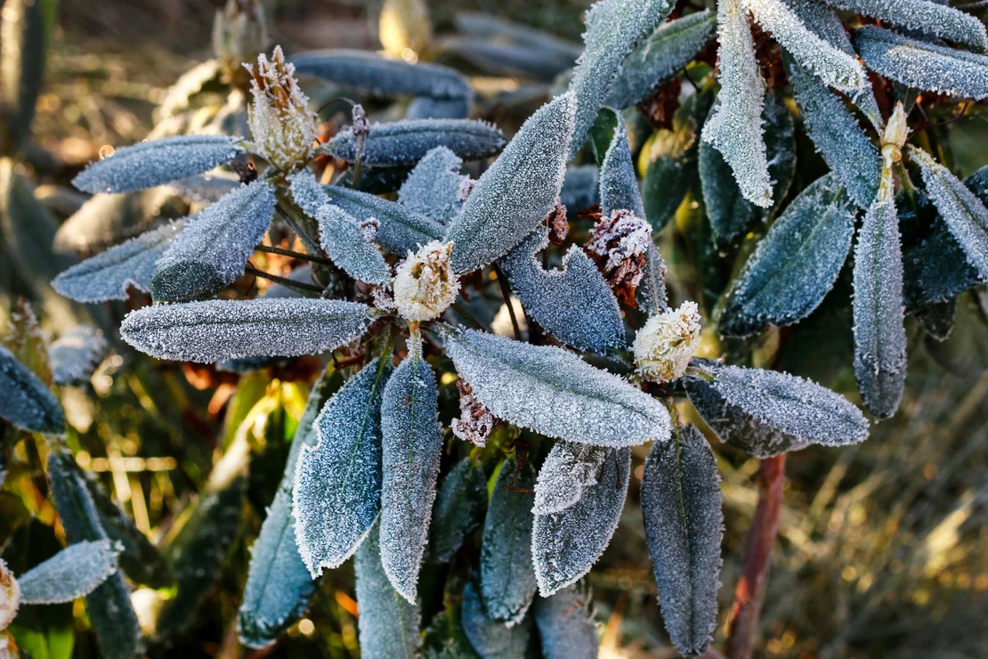 Winterhärtezonen Deutschland: Mit Frost bedeckte Rhododendronblätter.