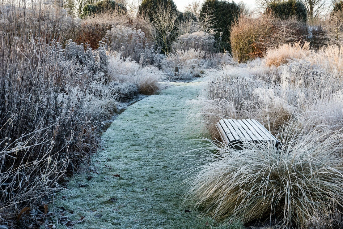 Ein mit Frost bedeckter Garten: in der Mitte ein Gartenweg, links und rechts Staudenbeete. Foto: AdobeStock_wiert