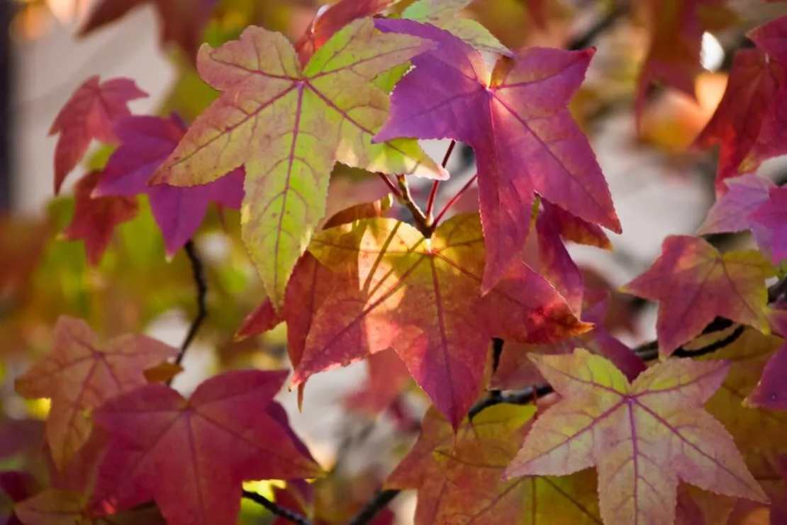 Laubfärbung des Amberbaums im Herbst