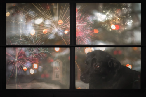 Ein schwarzer Hund sitzt hinter einer Fensterscheibe, während ein Silvesterfeuerwerk zu sehen ist.