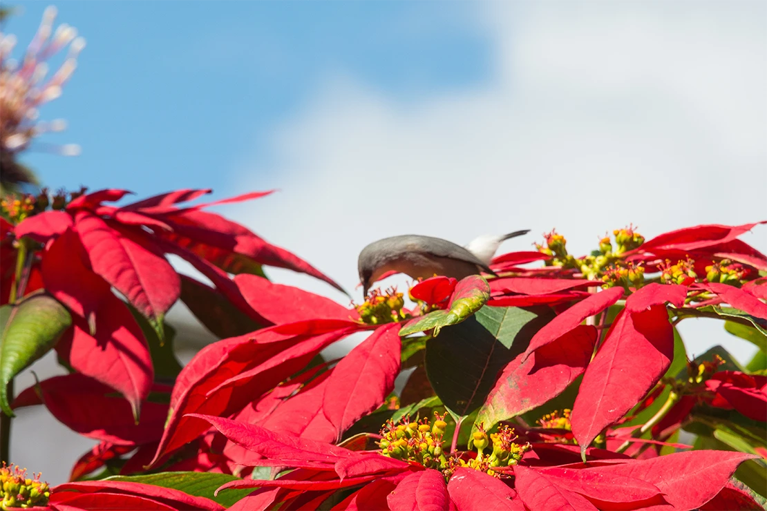 Ein kleiner grauer Vogel sitzt auf einem Weihnachtsstern, der auffällige rote Hochblätter in Sternform und kleine unauffällige Blütenstände trägt. Im Hintergrund ist ein hellblauer Himmel mit einer größeren Wolke im rechten Bildteil zu sehen. Foto: AdobeStock_bARTiko