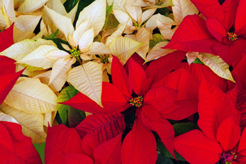 Das Foto zeigt mehrere blühende Weihnachtssterne, die von oben fotografiert wurden. Links oben im Bild befinden sich Pflanzen mit weißen, lanzettlichen Hochblättern, rechts unten klassische rotblühende Weihnachtssterne. Foto: AdobeStock_eqroy