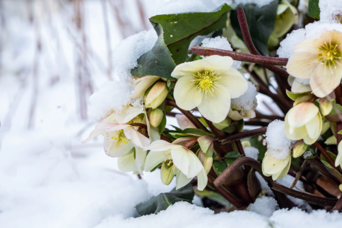 Eine Christrose mit weißen Blüten und gelben Staubgefäßen, die in einer Schneelandschaft wächst. Die weißen Blüten, grünen Blätter und rötlichen Stängel sind teilweise mit Schnee bedeckt. [Foto: AdobeStock_meegi]