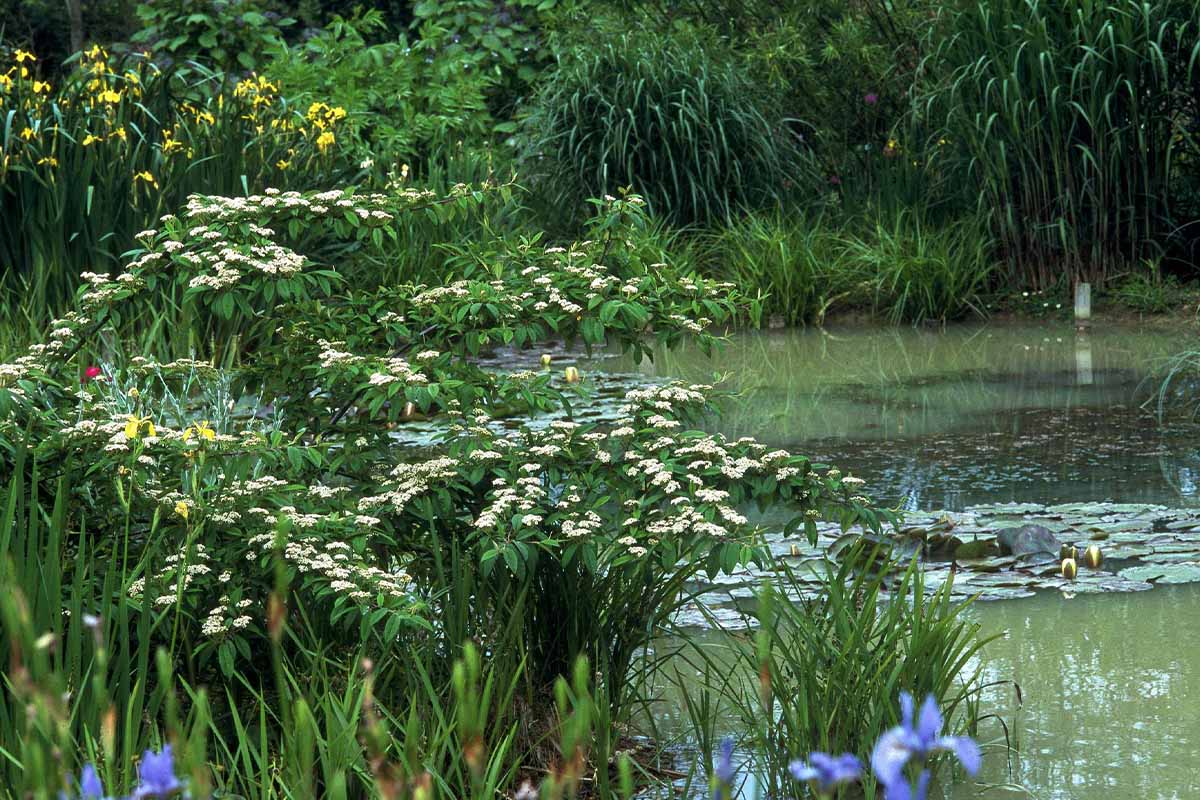 Der Gartenteich ist bei Starkregen keine Option, um Wasser abzuleiten. [Foto:  © GartenFlora/Christian Gehler]