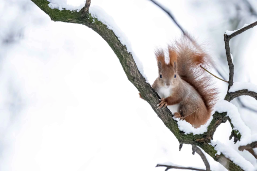 Ein Eichhoernchen auf einem schneebedeckten Ast [Foto: AdobeStock_Sylwester Popenda]