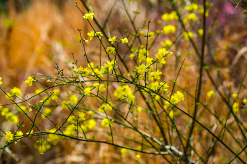 Ein Winterjasmin mit kleinen gelben Blüten, die vor einem unscharfen, warmen Hintergrund aus trockenen Gräsern in warmen Farben wachsen. [Foto: AdobeStock_chameleon]