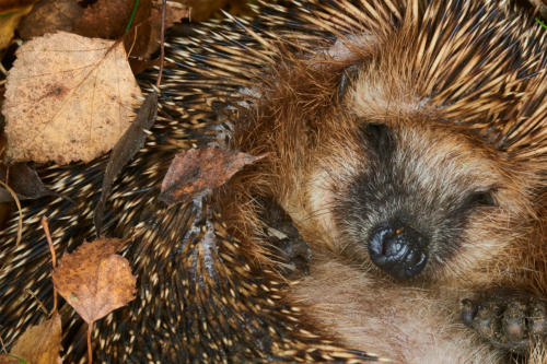 Winterquartiere für Tiere – Ein eingekugelter Igel hält in einem Laubhaufen Winterschlaf. [Foto: AdobeStock_Petr Bonek]