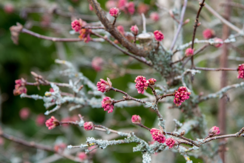 Das Bild zeigt eine Nahaufnahme von Zweigen eines Winterschneeballs, der rosarote Blütenknospen trägt. Seine Äste sind mit Flechten bedeckt, die grünen Sträucher im Hintergrund unscharf. [Foto: AdobeStock_Roland von Arx]