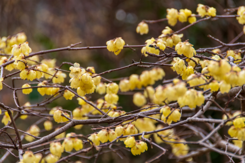 Chinesische Winterblüte: gelbe, rundliche Blüten an braunen Zweigen vor grünem Hintergrund. [Foto: AdobeStock_Kazutaka]