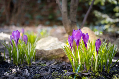 Krokusse wachsen im Wald [Foto: AdobeStock_Rafal Kot]