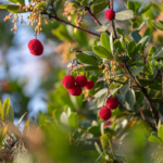 Blick auf einen Erdbeerbaum: Das Gehölz trägt rote, kugelige Früchte und teilweise abgeblühte Blütenrispen. Foto: AdobeStock_saad