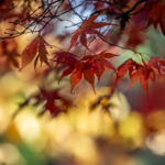 Der Zweig eines Fächerahorns mit rötlichem Laub im Herbst. Foto: AdobeStock_lemanieh