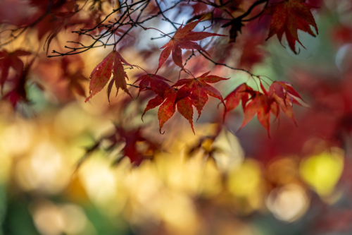 Der Zweig eines Fächerahorns mit rötlichem Laub im Herbst. Foto: AdobeStock_lemanieh