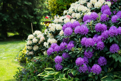Blick in einen Garten: Zwei große blühende Rhododendronsträucher wachsen auf der rechten Seite des Bildes. Der vordere hat violettfarbene, der hintere weiße Blüten. Unter den Sträuchern wachsen kleinere Stauden, unter anderem gelbgrüne Hostess. Links zu sehen ist eine kurz gemähte Rasenfläche, im Hintergrund größere Sträucher. [Foto: AdobeStock_joanna wnuk]