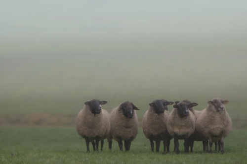 Schafe auf nebeliger Weide während der Schafskälte