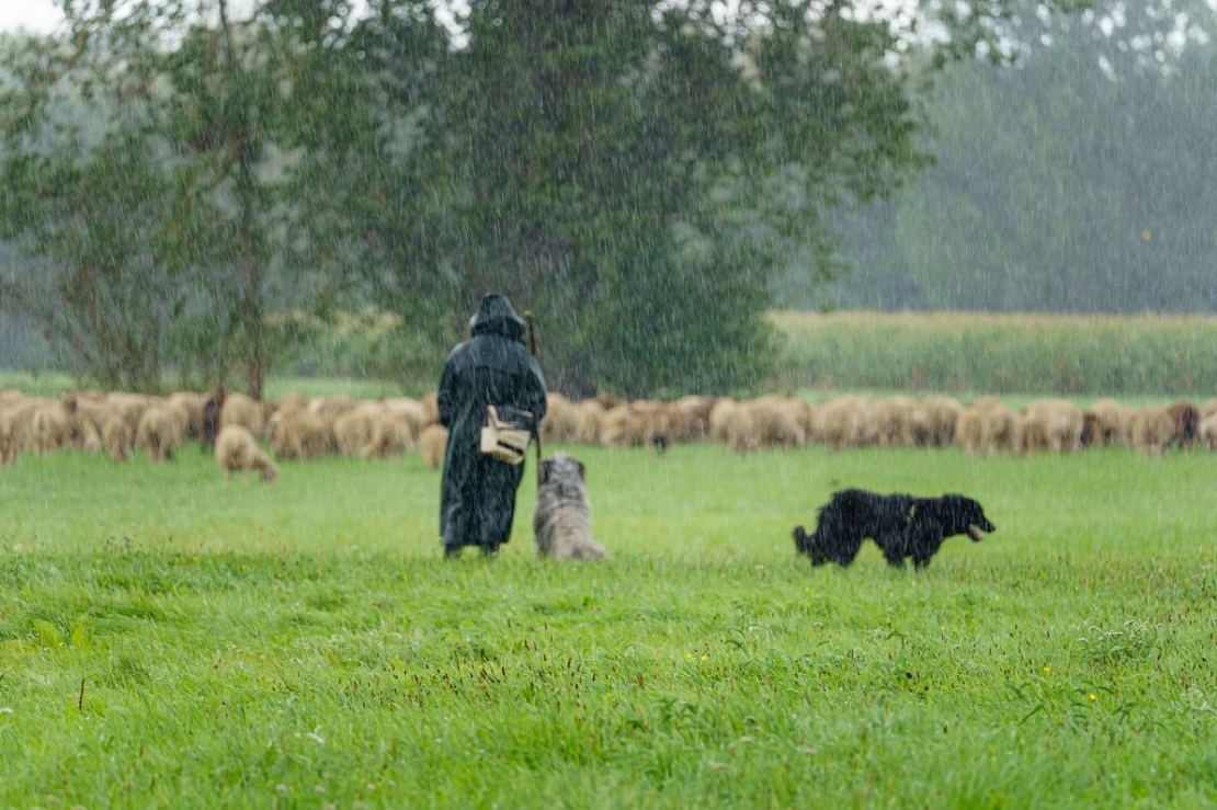 Schäferin mit einer Herde Schafe und Hütehunden auf der regnerischen Weide