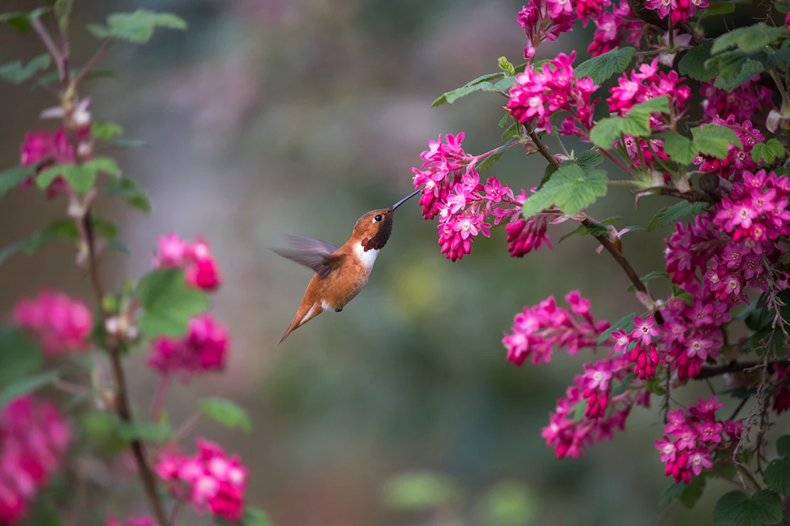 Ein brauner Kolibri schwirrt zwischen Zweigen der Blutjohannisbeere mit pinken Blüten. Foto: AdobeStock_Feng Yu