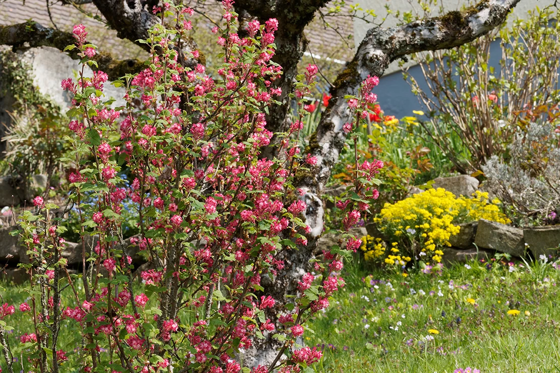Eine blühende Blutjohannisbeere wächst in einem Garten. Rechts zu sehen sind eine Rasenfläche, gelbblühende Stauden, im Hintergrund Stämme eines größeren Gehölzes. Foto: AdobeStock_Marc