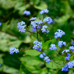 Blütenstände des Kaukasusvergissmeinnicht – kleine hellblaue Blüten an filigranen, dunklen Blütenstielen. Im Hintergrund sind unscharf die grünen Blätter zu sehen. Foto: AdobeStock_kateej