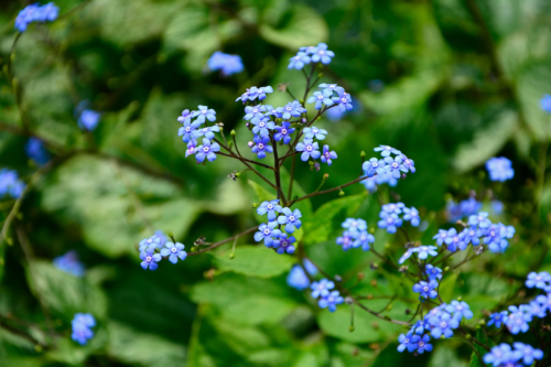 Blütenstände des Kaukasusvergissmeinnicht – kleine hellblaue Blüten an filigranen, dunklen Blütenstielen. Im Hintergrund sind unscharf die grünen Blätter zu sehen. Foto: AdobeStock_kateej