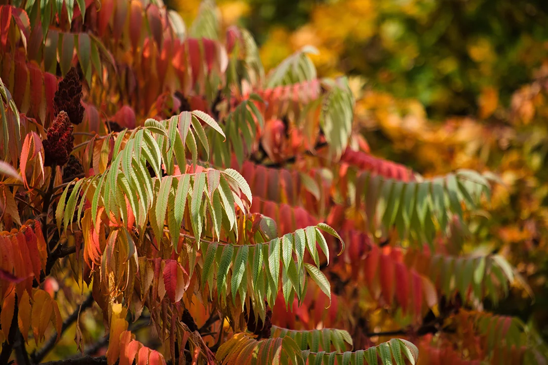 Ein Essigbaum mit seinen großen gefiederten Blättern im Herbst, die leicht herabhängen. Die meisten von ihnen sind schon in feurigem Rotton, andere noch hellgrün.