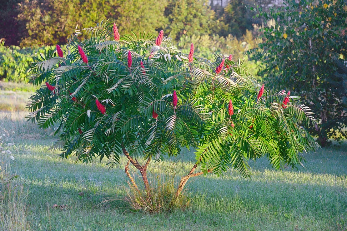 Ein Essigbaum wächst inmitten einer frisch gemähten Wiese