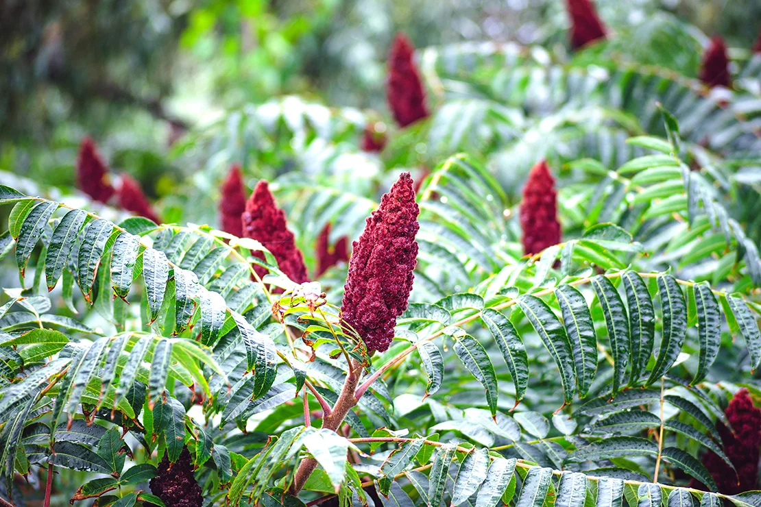 Essigbaum mit großen gefiederten Blättern in frischem Grünton und aufrechten, feurigroten Blütenständen. Foto: AdobeStock_ketrin08