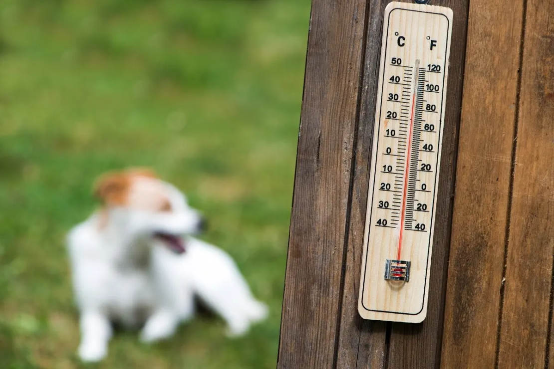 Thermometer mit hoher Temperaturanzeige im Vordergrund, hinten ein Hund im Garten