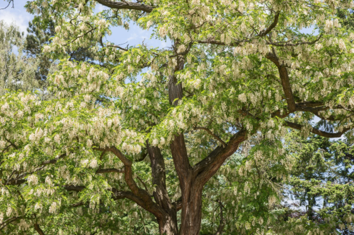 Die Krone einer mehrstämmigen Robinie mit weißen Traubenblüten vor blauem Himmel. Foto: AdobeStock_kelifamily