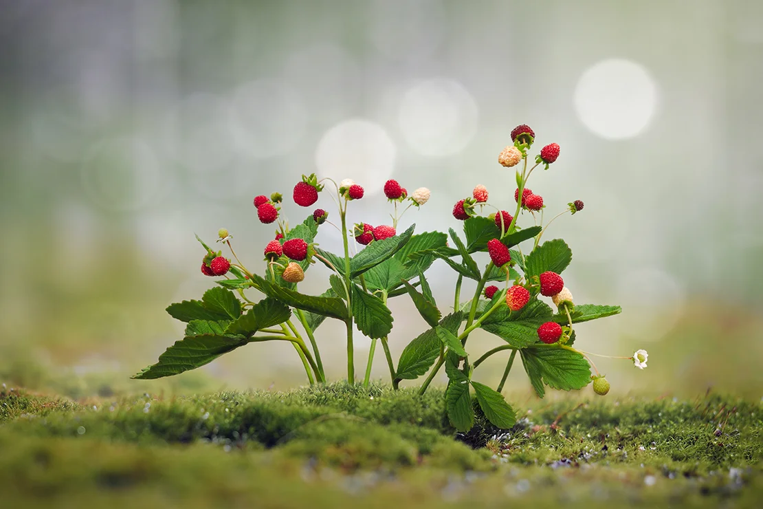 Eine Walderdbeere mit roten kleinen Früchten wächst auf einem moosbewachsenen Boden. Foto: AdobeStock_kozorog