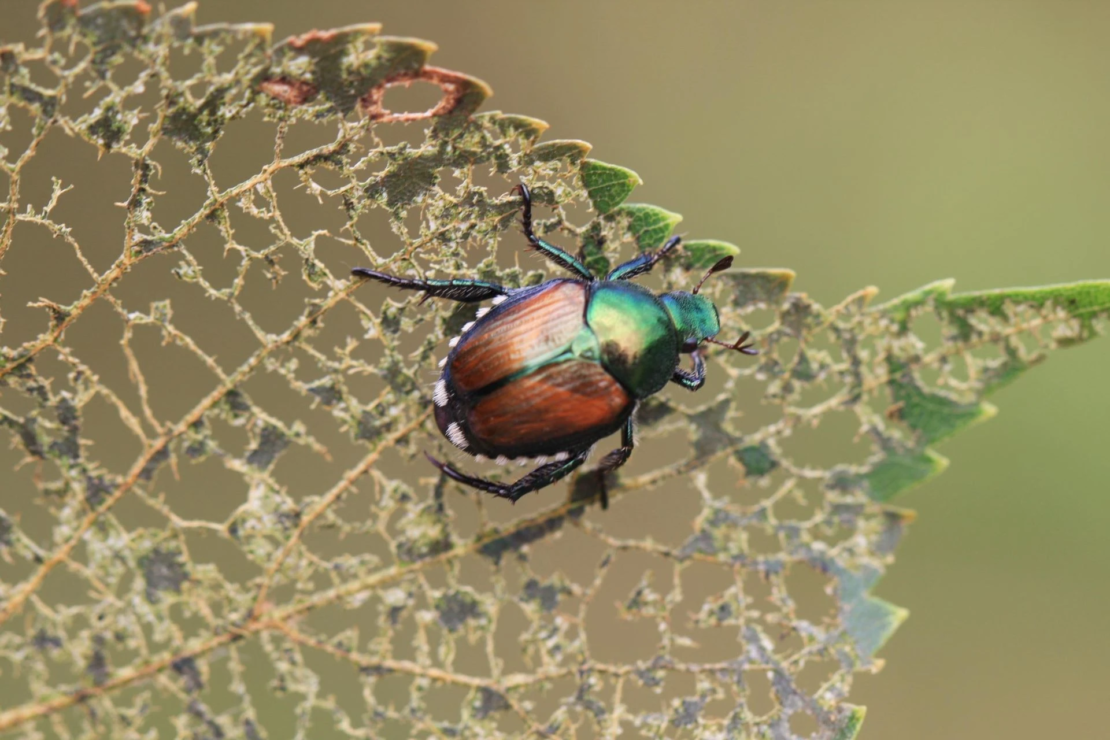 Japankäfer auf Blatt, das deutlichen Skelletierfraß aufweißt.