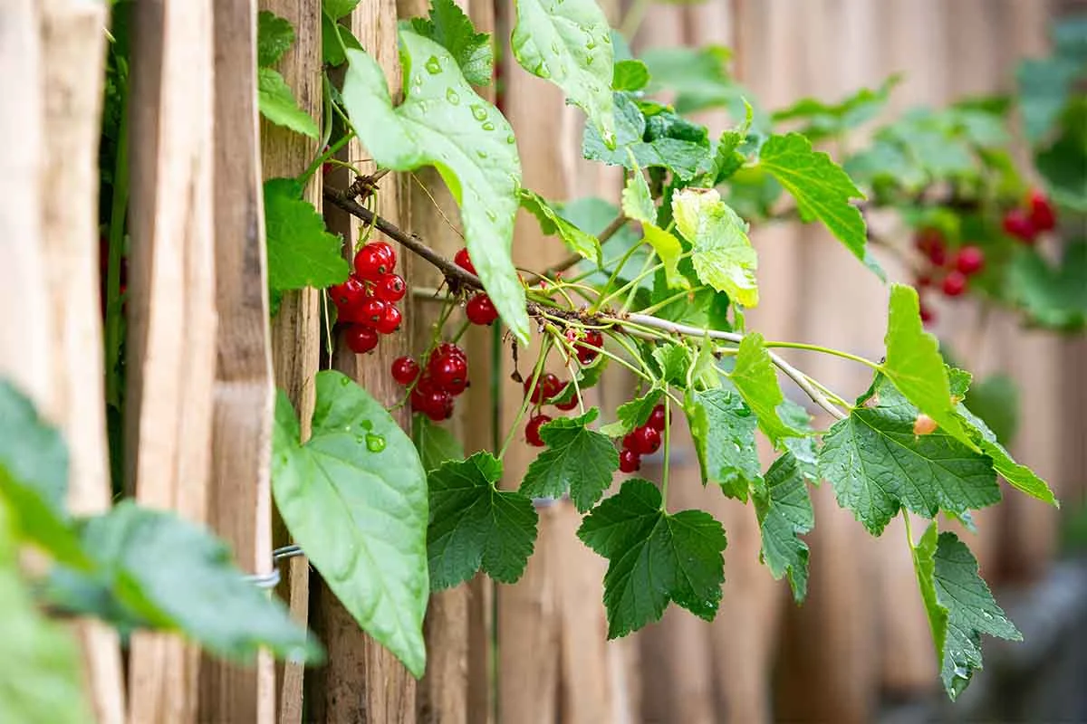 Erntereife Johannisbeeren nahe eines Zaunes – lecker fuer Johannisbeermarmelade [Foto: AdobeStock_Harlekin-Graphics]