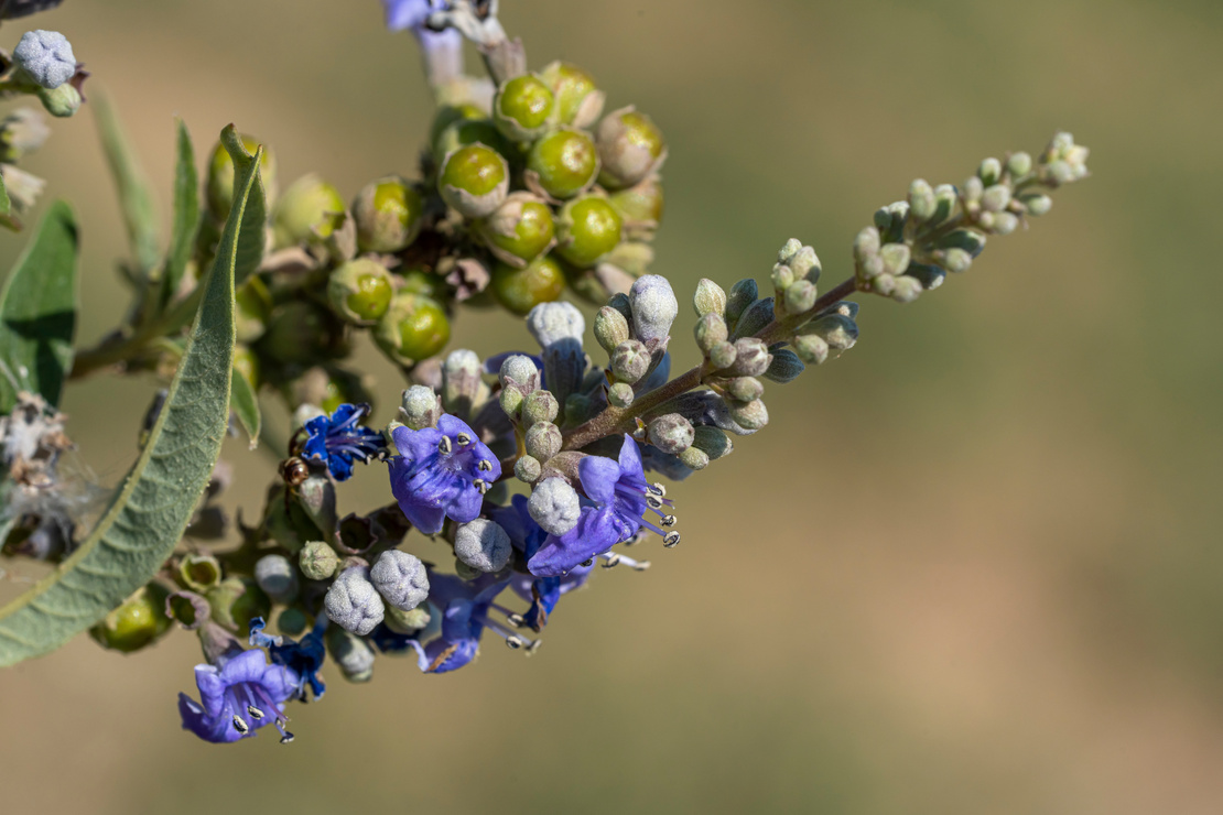 Blüten- und Fruchtstand von Mönchspfeffer in der Nahaufnahme. Foto: AdobeStock_Pascal Cointe