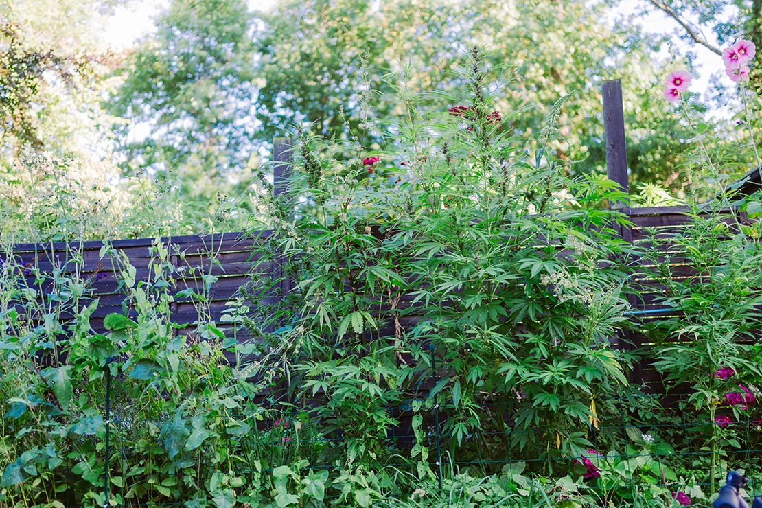 Cannabisanbau – Das Bild zeigt einen üppigen Garten bei Tag mit verschiedenen Pflanzen, darunter hohe Cannabispflanzen, die an einem Holzzaun wachsen und von anderen Grünpflanzen und Blumen umgeben sind. Foto: AdobeStock_LinaLoos