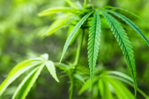 Cannabisanbau – Nahaufnahme einer Hanfpflanze. [Foto: AdobeStock_JOE LORENZ DESIGN]