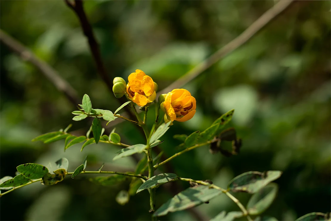 Zwei gelbe Blüten der Gewürzrinde. Foto: AdobeStock_mssozib